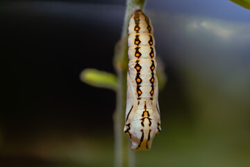 thorns on the leaves.
The caterpillar is a metamorphosis of the butterfly