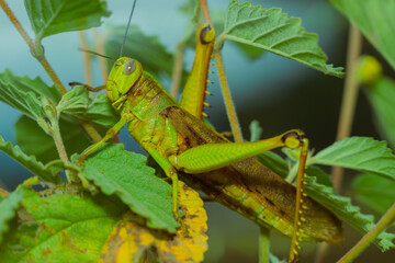 grasshopper on leaves. yellow green grasshopper on a leaf in the morning