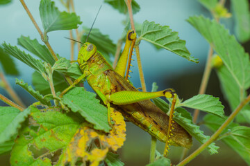 grasshopper on leaves. yellow green grasshopper on a leaf in the morning