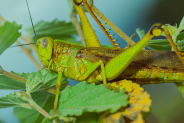 grasshopper on leaves. yellow green grasshopper on a leaf in the morning