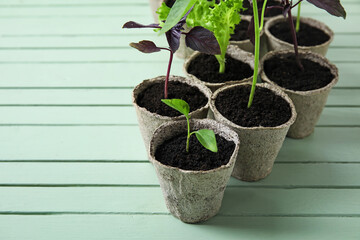 Plants seedlings in peat pots on color wooden background
