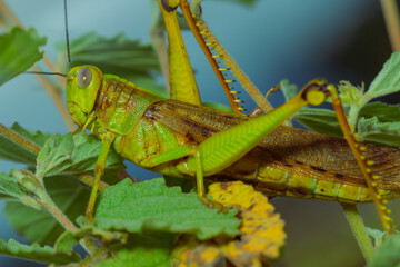 grasshopper on leaves. yellow green grasshopper on a leaf in the morning