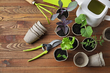 Plants seedlings in peat pots and gardening tools on wooden background