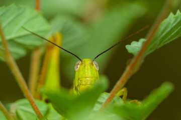 grasshopper on leaves. yellow green grasshopper on a leaf in the morning