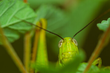 grasshopper on leaves. yellow green grasshopper on a leaf in the morning