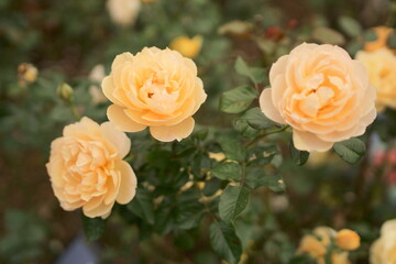 バラ園の黄色いバラ