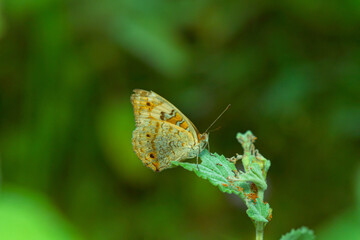 caterpillar before becoming a butterfly
go through several stages before becoming a butterfly