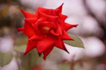 赤いバラ