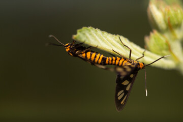 Clearwing Butterflies (Moths) Moths Mating Morning Flying Moths