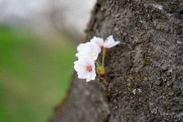 木の幹に咲く桜