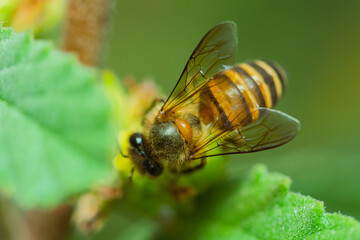 honey-producing wasps. the bee wasp looking for nectar in the flower in the morning