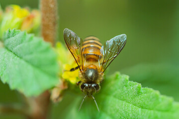 honey-producing wasps. the bee wasp looking for nectar in the flower in the morning