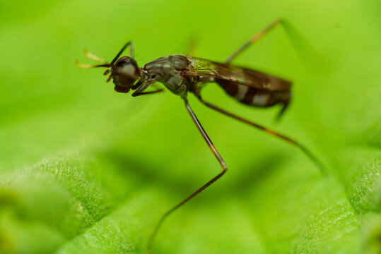 Taufliege Bilder Durchsuchen 14,478 Archivfotos, und