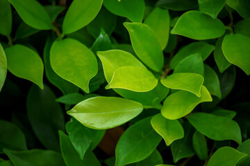 Fototapeta na wymiar Natural dark green leaves, small and long slender green leaves. Abstract green texture, natural background for wallpaper