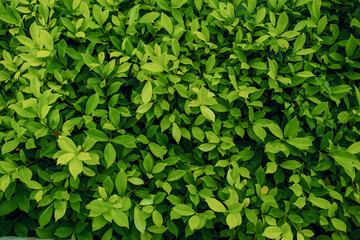 Fototapeta na wymiar Natural dark green leaves Beautiful multi-pointed leaves arranged in an orderly manner. natural background for wallpaper.