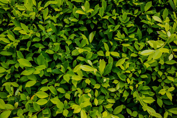Natural dark green leaves, small and long slender green leaves. Abstract green texture, natural background for wallpaper