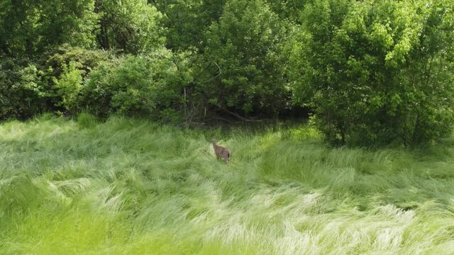 Deer in meadow