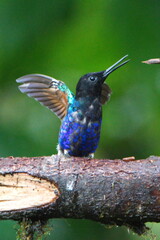 Velvet Purple Coronet (Boissonneaua jardini) perched on a branch with its wings extended in Mindo, Ecuador