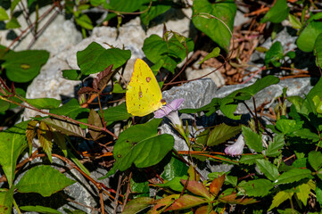 Yellow Butterfly on Morning Glory 2