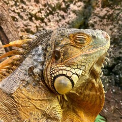 close up of iguana