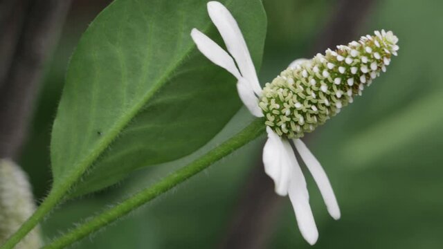 White flowering terminal indeterminate spike inflorescence of Yerba Mansa, Anemopsis Californica, Saururaceae, native perennial herb in Big Morongo Canyon Preserve, Southern Mojave Desert, Springtime.