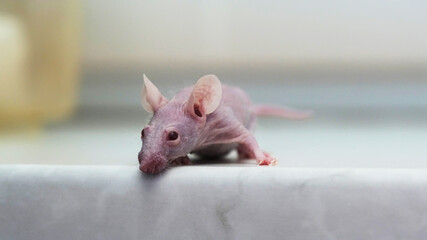 Hairless Laboratory Mouse