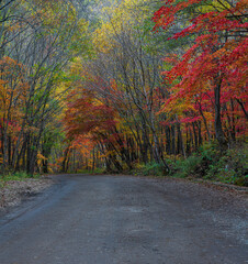 road in forest