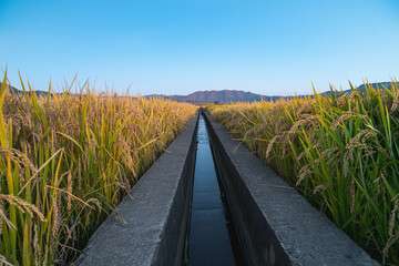 rice field