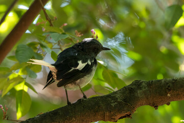 Closeup of a  Bird on the branch of a tree.