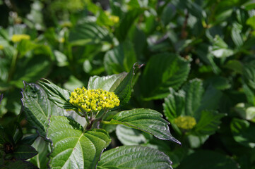 初夏の新緑とアジサイの蕾