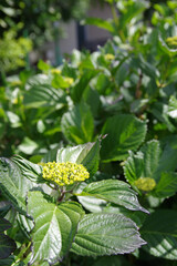 初夏の新緑とアジサイの蕾