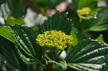 初夏の新緑とアジサイの蕾