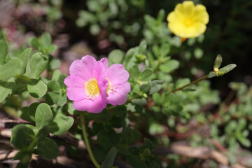 Pink Pusley flowers in the garden