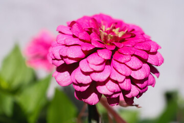 Pink zinnia flowers in the garden