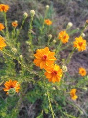 flowers in the garden