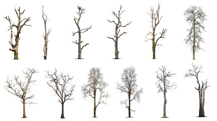 Collection of dead tree,dry tree, isolated on white background.