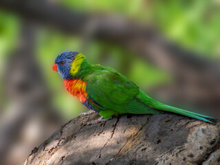 Lorikeet Crouched