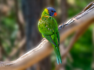 Lorikeet Looks Back