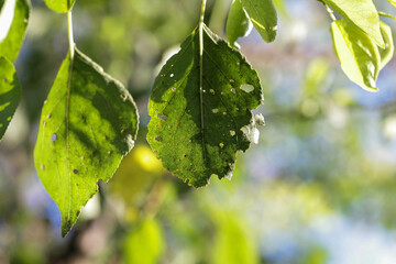 Aphids damage leaves parasite pest. Aphidoidea colony damages trees in the garden by eating leaves....