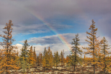 Landscape of the northern forest-tundra in autumn. Golden-yellow color palette of trees and greenish shades of mosses. The rainbow crosses the sky.