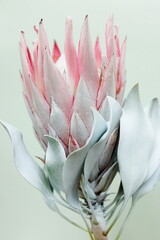 Protea flower close up on blue  background. South African light pink King Protea. Floral card. Poster