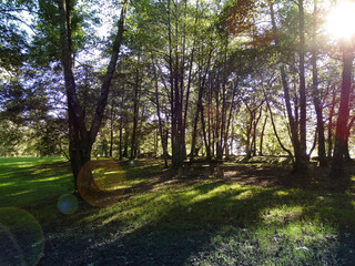 Fototapeta premium Amazing sunset in the forest with lights blinking 