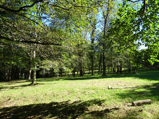 Amazing forest Listorreta Park in Basque Country      