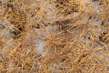 Fototapeta premium background of yellow larch needles on the snow