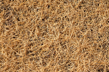 background of yellow larch needles