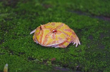 horn frog is exotic pet