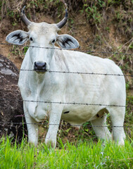 Fotografia de gado brasileiro no pasto, na fazenda, ao ar livre, na região de Minas Gerais. Nelore, Girolando, Gir, Brahman, Angus. imagens de Agronegócio.