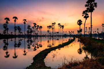 Obraz premium sugar palm farn with skyline reflection at dawn