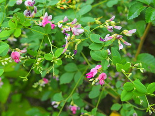 秋の公園に咲く萩の花