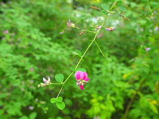 秋の公園に咲く萩の花